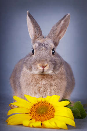 dwarf rabbitの写真素材