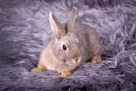dwarf rabbitの写真素材