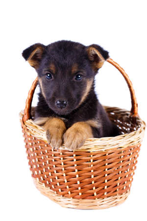 purebred puppyの写真素材