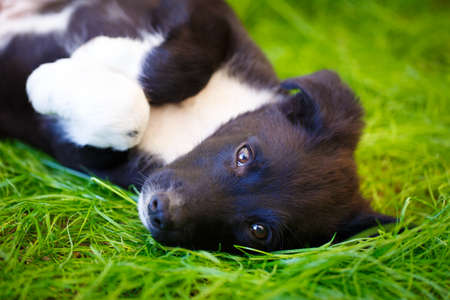 purebred puppyの写真素材