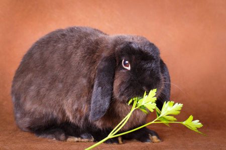 Grey rabbit in fieldの写真素材
