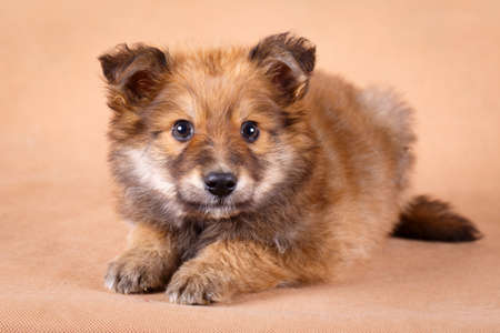 purebred puppyの写真素材