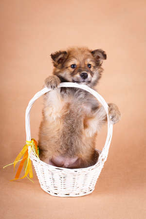 purebred puppyの写真素材