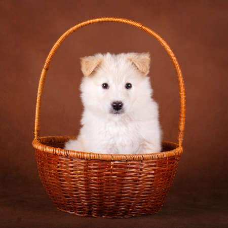 purebred puppyの写真素材