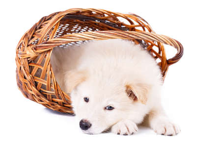 purebred puppyの写真素材