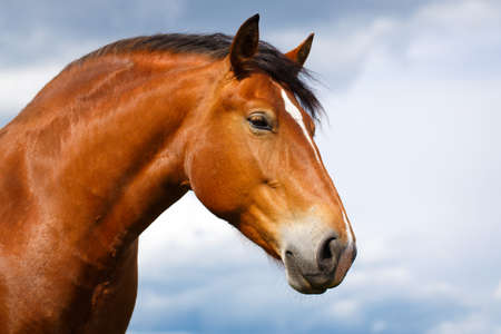 red horseの写真素材