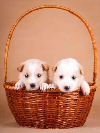 purebred puppyの写真素材