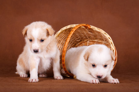 purebred puppy