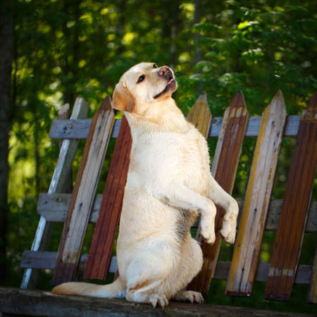 labrador retriever dogの写真素材