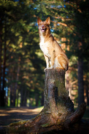 dog in forestの写真素材