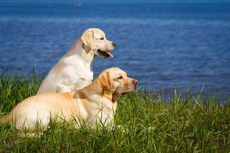 labrador retriever dogの写真素材