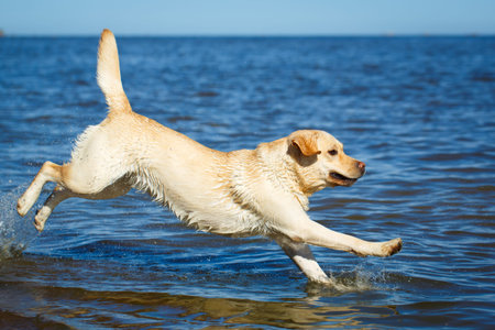labrador retriever dogの写真素材