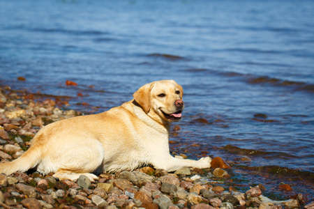 labrador retriever dogの写真素材