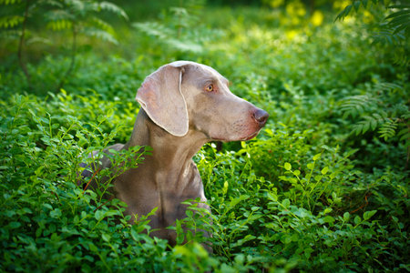 weimaraner dogの写真素材