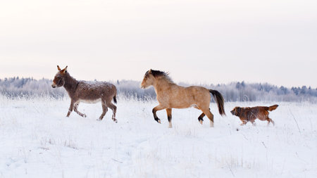 welsh pony, donkey, dog