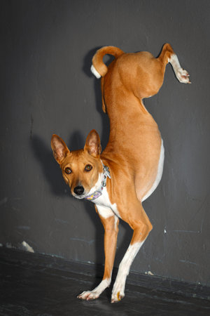 Basenji dogの写真素材