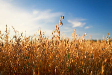 field and skyの写真素材