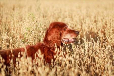 Red irish setter dogの写真素材