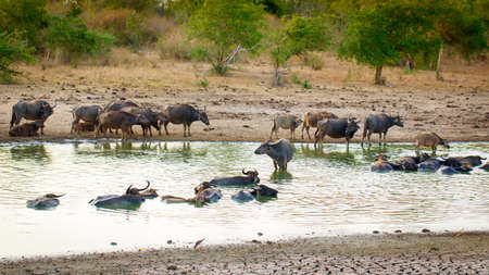 sri lanka safariの写真素材