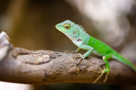 lizardの写真素材