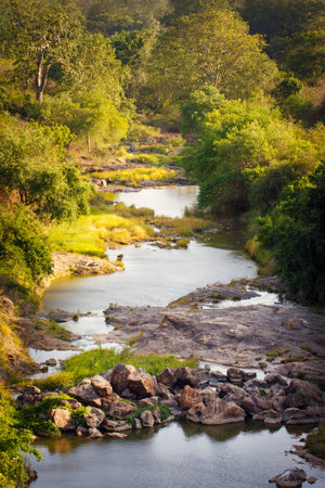 sri lanka safariの写真素材