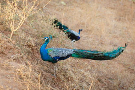 sri lanka safariの写真素材