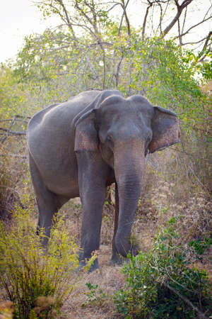 sri lanka safariの写真素材