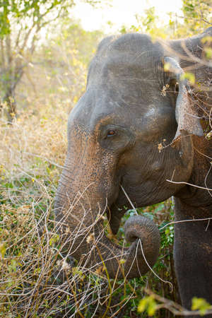 sri lanka safariの写真素材