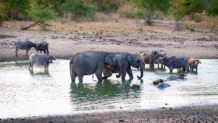sri lanka safariの写真素材