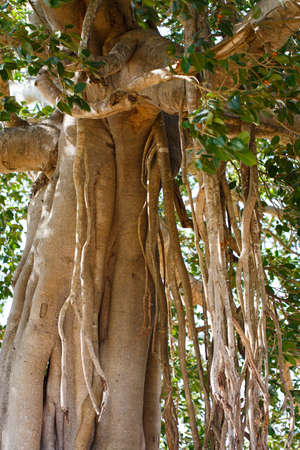 sri lanka landscapeの写真素材