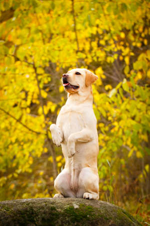 Labrador retriever dogの写真素材