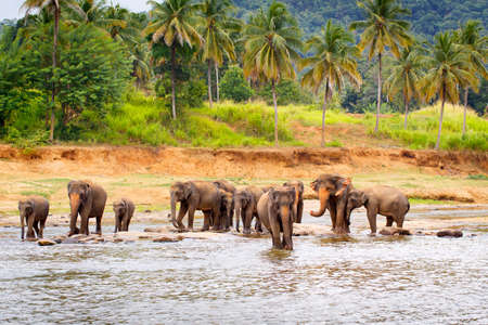 sri lanka elephantの写真素材