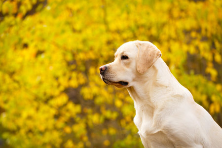 Labrador retriever dog
