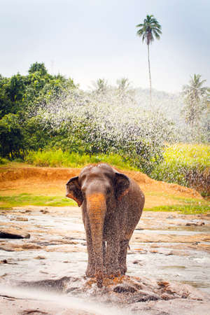 sri lanka elephantの写真素材