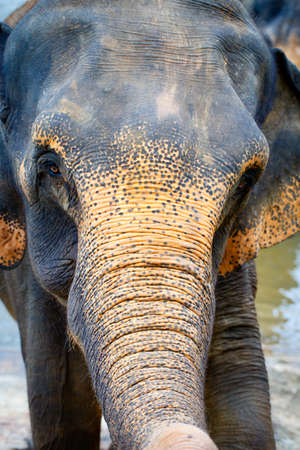 sri lanka elephantの写真素材