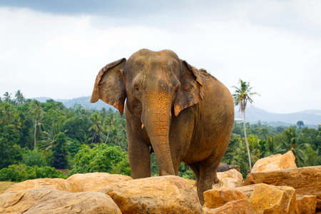 sri lanka elephantの写真素材