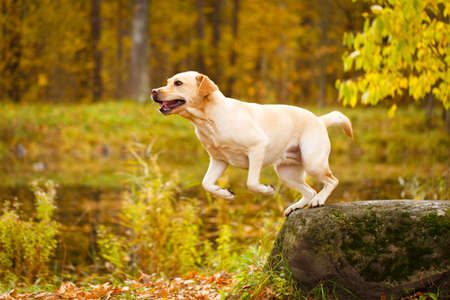 Labrador retriever dogの写真素材