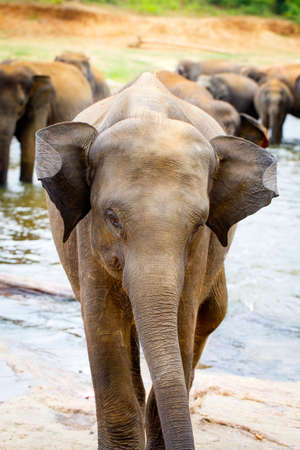 sri lanka elephantの写真素材