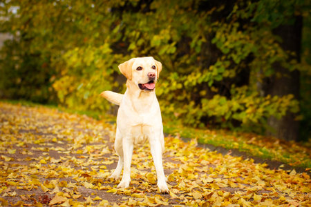 labrador retriever dogの写真素材