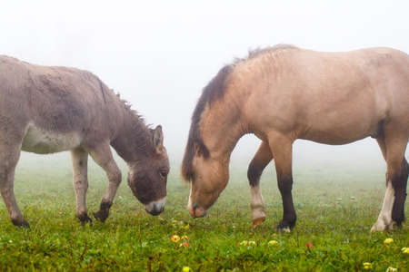welsh pony and gray donkeyの写真素材