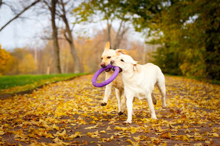 labrador retriever dogの写真素材