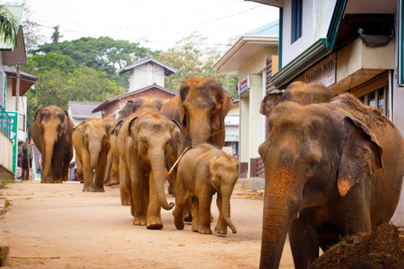 sri lanka elephantの写真素材