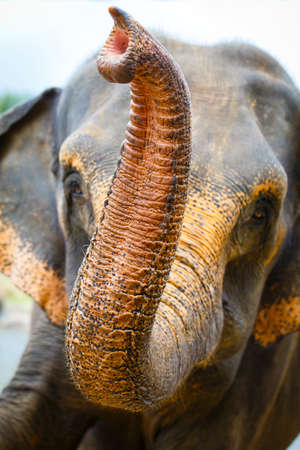 sri lanka elephantの写真素材