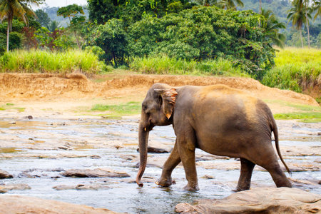 sri lanka elephantの写真素材