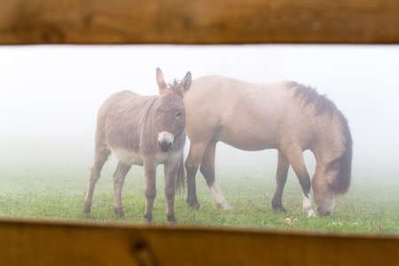 welsh pony and gray donkeyの写真素材