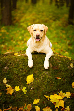 labrador retriever dogの写真素材