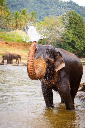 sri lanka elephantの写真素材