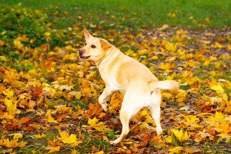 labrador retriever dogの写真素材