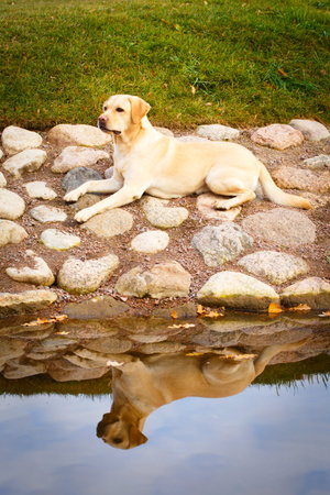 labrador retriever dogの写真素材