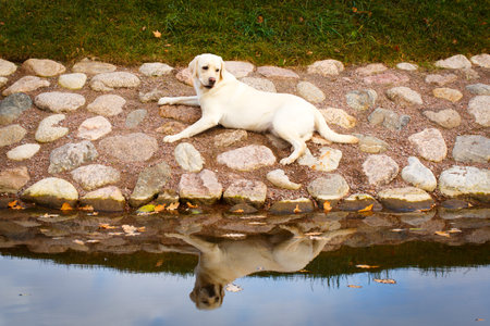 labrador retriever dogの写真素材